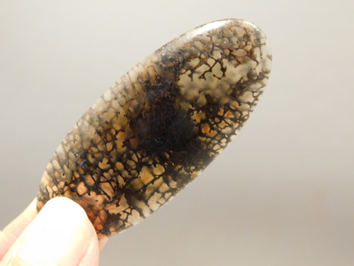 Dinosaur Bone Cabochon #2