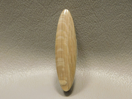 Petrified Sycamore Wood Stone Bead Pendant #12