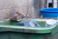 Keep Critters Out with the Securr CE135M-CH Municipal Trash Can