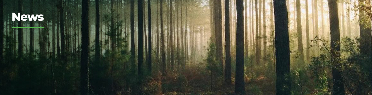 Timber and building industries hit by price increases and limited supply