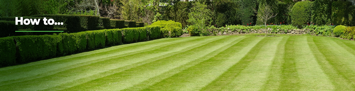 10 must-know spring lawn care tips  