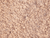 Brown-Rock-Salt.gif Brown-Rock-Salt.gif