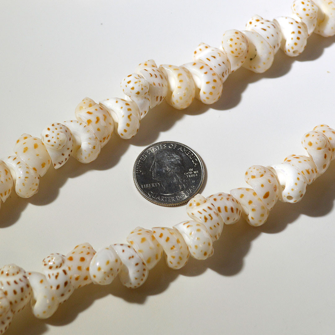 Large Moon Shell Tiger moonshell 12-15mm | 10+ strands $6.00