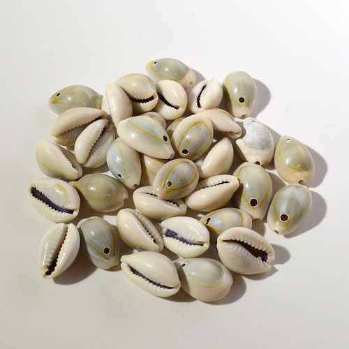 Cowrie Shell | Drilled | 35 count bag