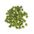 6mm Olivine Swarovski Bicone sold in 10 count bag