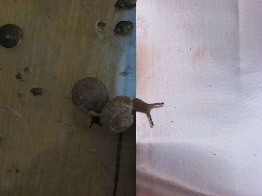 Copper Tape for Snail and Slug Control