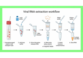 Viral RNA Extraction Kit: Complete Guide for Reliable RNA Isolation