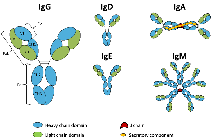 isotypes-1-.png