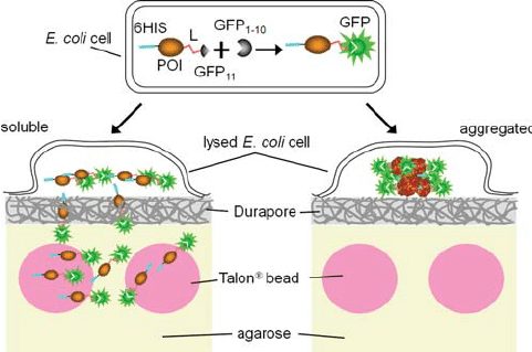 principle-of-bead-binding-assay-for-soluble-proteins-a-protein-of-interest-is-flanked-by.png