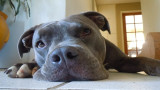 Quick tip of the week: Dogs: A helpful ally for home security 