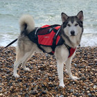  Crewsaver Petfloat Dog Life Jacket 