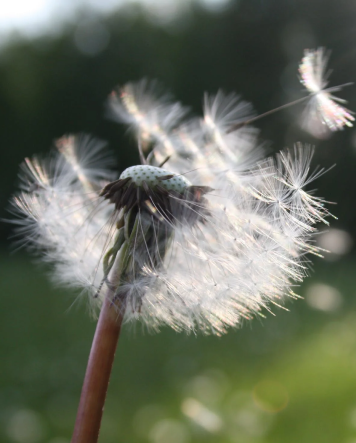 close up of dandelion