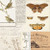 49 & Market: 12x12 Patterned Paper, Curators Meadow- Wings and Things