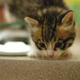 Test - Multiline text