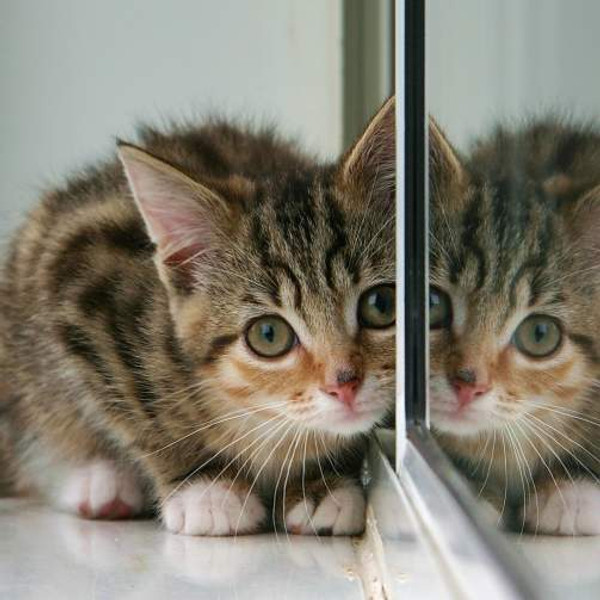 Test - Rectangle Test - Rectangle