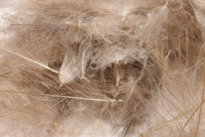 Hareline CDC 1 Gram Pack