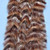 E.P. Crustaceous Brush w/ Micro Legs