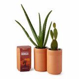 Indoor Desert Grow Kit—Crafty Ceramics Let You Grow Cute, Self-Watering Plants From Seeds