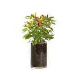 Christmas Lights Mini-Pepper Grow Kit—Brightly-Colored Mini Peppers Bear A Striking Resemblance To Holiday Tree