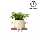Swing Face Planter Pot—Swing Into Some Botanical Fun with a Small Planter With Big Personality
