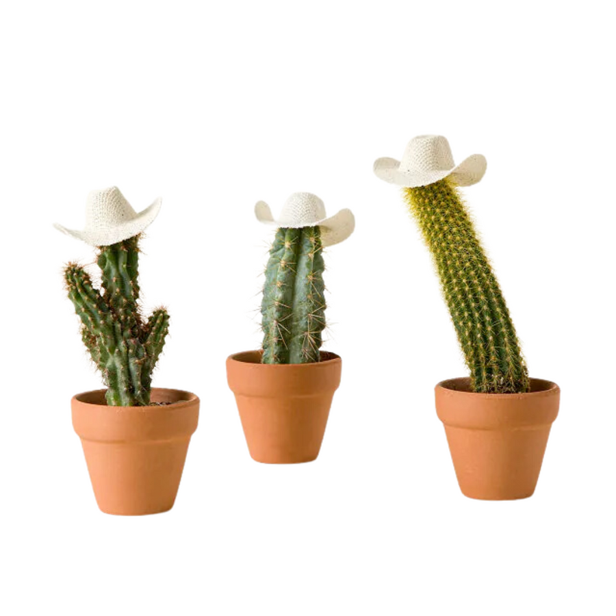 Cowboy Cacti Trio—Spurs, Spikes, And Stetsons: A Trio Of Cacti Cowboys Adds Saddle-Trampin’ Charm To Your Plant Family