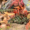 Kings of War Goblin Battlegroup - Preorder