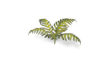 Gamers Grass Laser Plants - Bracken - Basing Tufts for Miniature Games