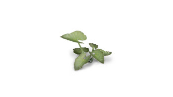 Gamers Grass Laser Plants - Elephant Ear - Basing Tufts for Miniature Games
