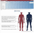 Unisex scrub size chart