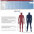 unisex scrub size chart