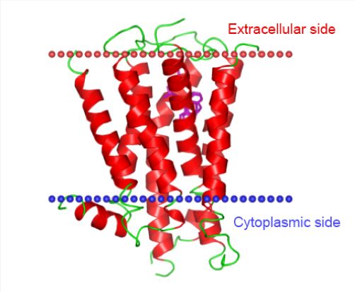 6-1-32-1-hrh1-membrane-protein-preparation.png