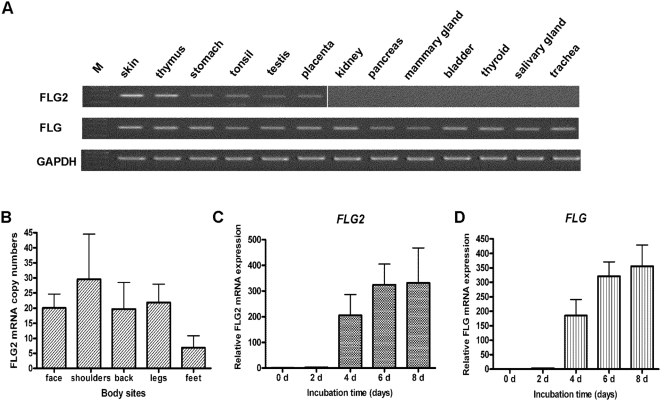 a-expression-profile-of-flg2-and-flg-mrna-fragments-were-obtained-after-rt-pcr.png