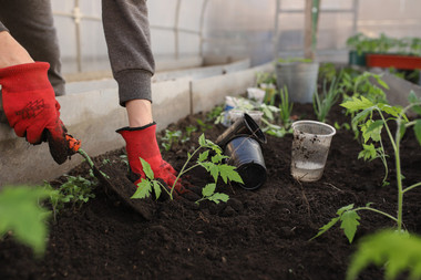 Een moestuin op het balkon? Het kan met deze groente- en fruitsoorten!