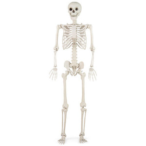 5.4 FT Halloween Skeleton Decoration Life Size Large Skeleton B593-CM25102