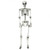 5.4 Feet Halloween Skeleton Life Size Realistic Full Body Hanging B593-AP2114