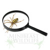 Magnifying glass