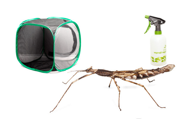 Crowned Stick Insect Mini-kit - Save 10% - Minibeast Wildlife Bugshop