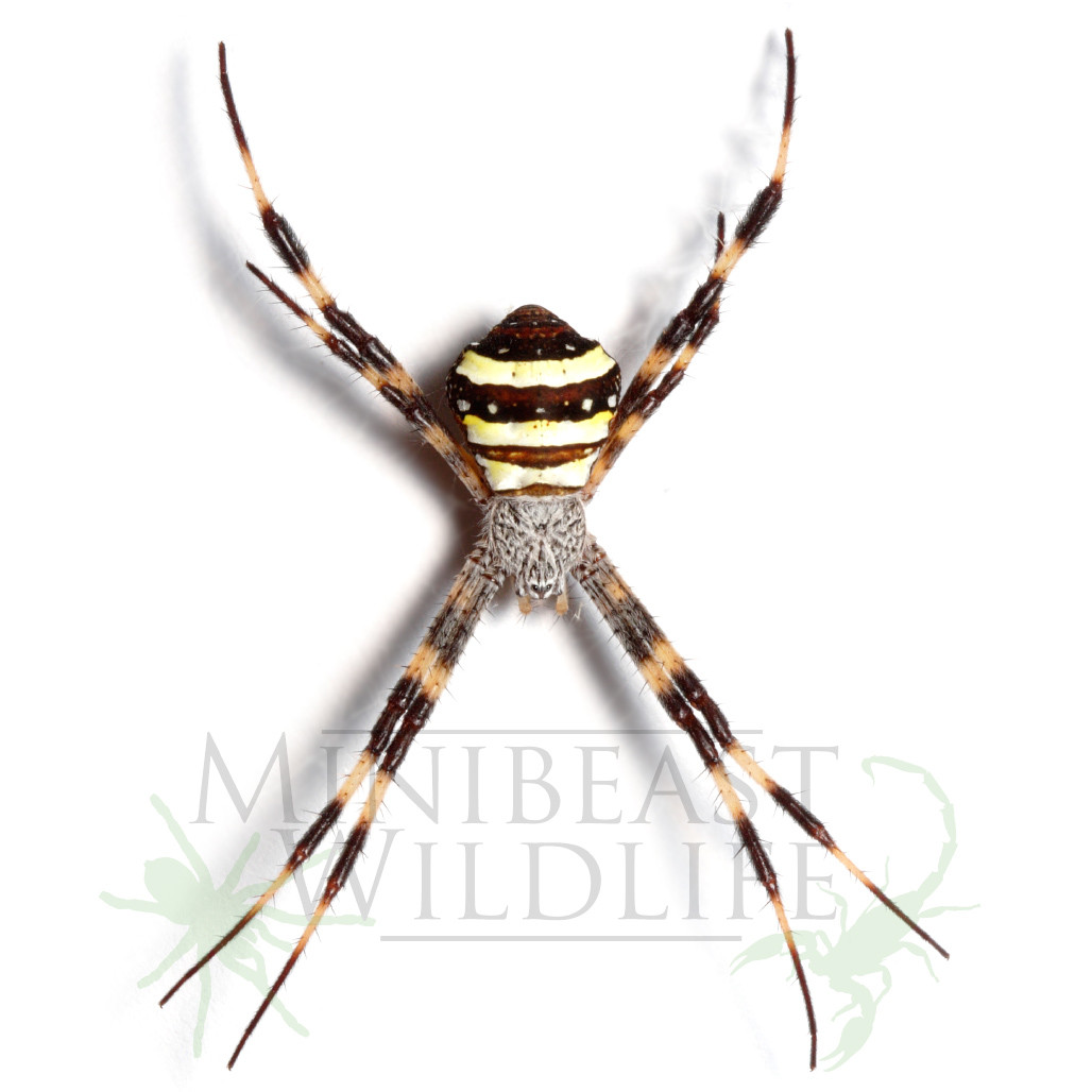Tropical St. Andrew's Cross Spider (Argiope aetherea) - Minibeast