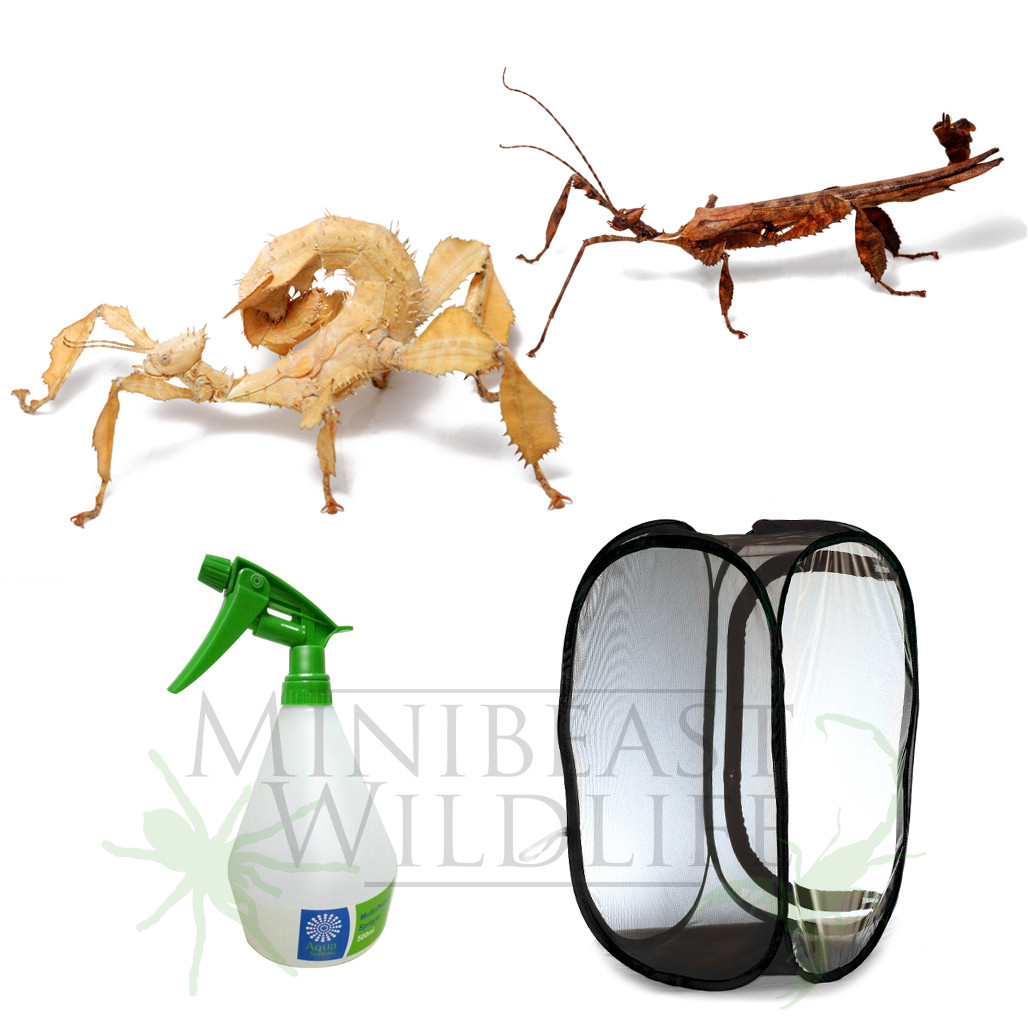 Spiny Leaf Insect Kit - Save 10% - Minibeast Wildlife Bugshop