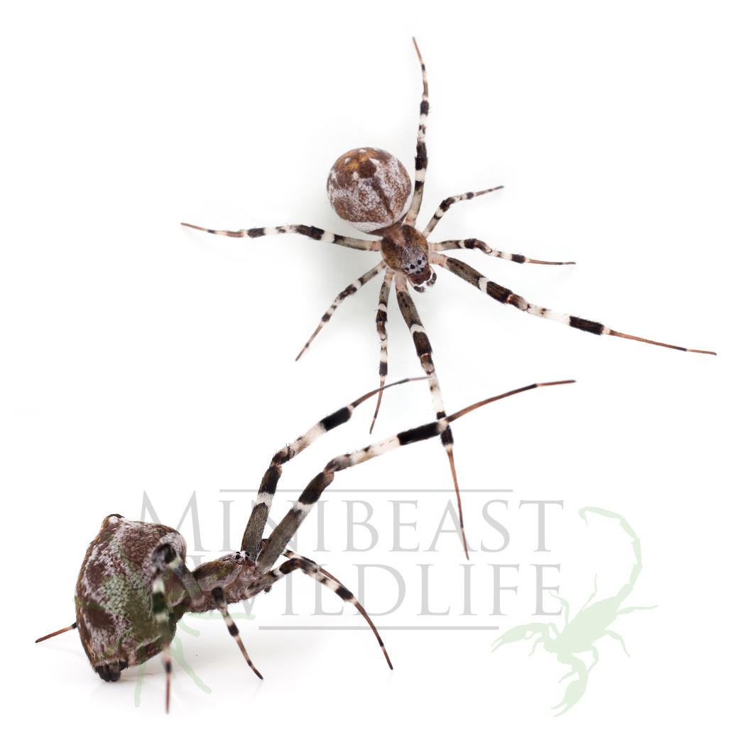Grey House Spider 10 pack (Fringed Jumping Spider food) - Minibeast