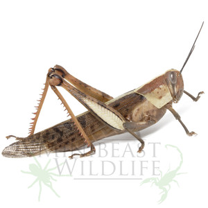 Giant Grasshopper (Valanga irregularis) Giant Grasshopper (Valanga irregularis)