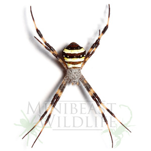 Tropical St. Andrew's Cross Spider (Argiope aetherea) Tropical St. Andrew's Cross Spider (Argiope aetherea)