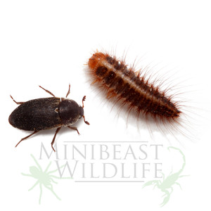 Hide (Dermestid) beetle and larvae Hide (Dermestid) beetle and larvae