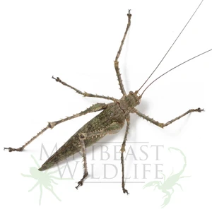 Rainforest Tree Katydid (Phricta spinosa)