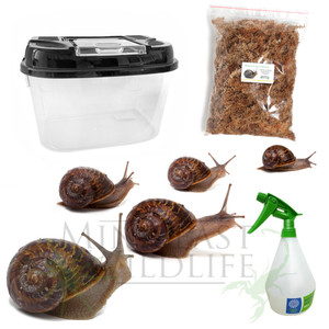 Garden Snail Kit - save 10% Garden Snail Kit - save 10%