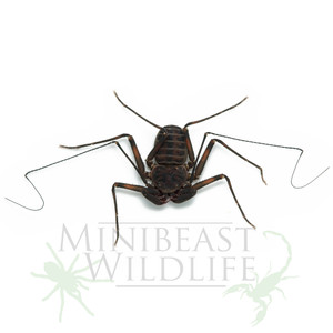 Australian Amblypygid