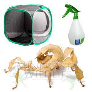 Spiny Leaf Insect Mini-kit - Save 10% Spiny Leaf Insect Mini-kit - Save 10%