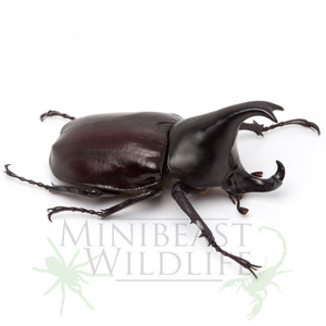 Rhinoceros Beetle (Xylotrupes australicus)