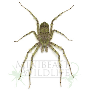Lichen Huntsman (Pandercetes gracilis) Lichen Huntsman (Pandercetes gracilis)