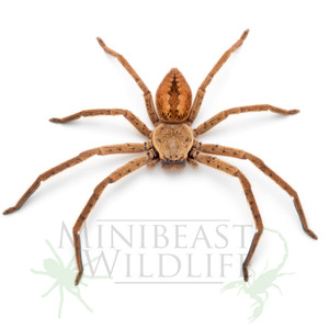 Fireback Huntsman (Beregama cordata) Fireback Huntsman (Beregama cordata)